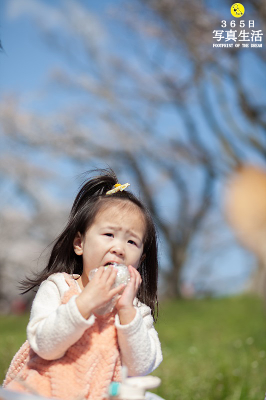 京都府八幡市で家族写真・桜ロケーションフォトの出張撮影